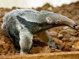 Foto: ZOO a zámek Zlín - Lešná