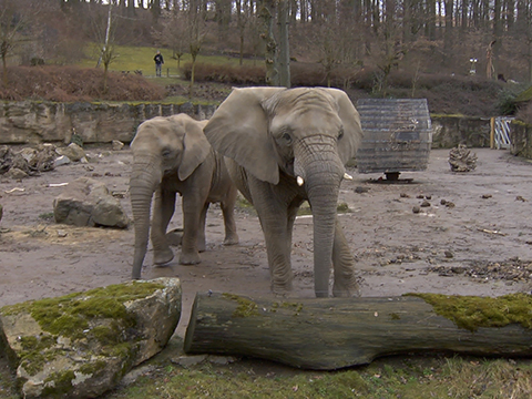 Slonice ve zlínské ZOO (Foto: Televize Zlín) Slonice ve zlínské ZOO (Foto: Televize Zlín)