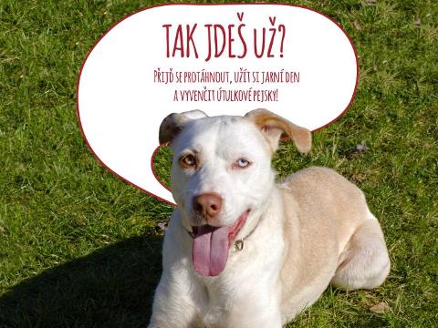 Ilustrační foto (Foto: Facebook Útulkové jaro)