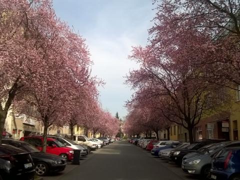 Sadová už zase kvete (Foto: Zlin.cz)