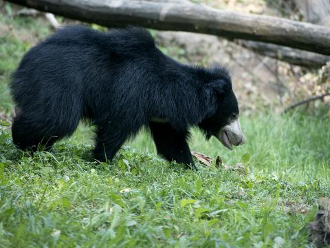 Medvěd Pyskatý (Foto: ZOO Zlín - Lešná)