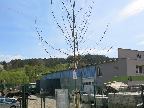 Nový strom na počest narození děťátka u VK služeb (Foto: MěÚ V.K.)