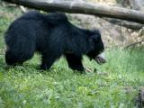 Medvěd Pyskatý (Foto: ZOO Zlín - Lešná)