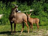 Foto: ZOO a zámek Zlín - Lešná