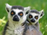 Foto: Archiv ZOO Zlín