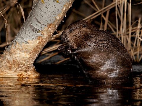 Ilustrační foto (Foto: Wikimedia - Bohuš Číčel)