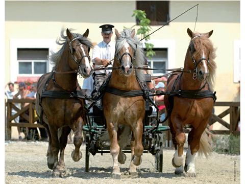 Ilustrační foto (Foto: hřebčín Tlumačov)