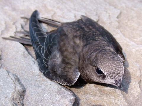 Ilustrační foto (Foto: MěÚ Zlín)