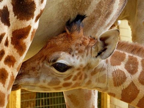 Foto: Facebook ZOO a zámek Zlín - Lešná