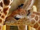 Foto: Facebook ZOO a zámek Zlín - Lešná