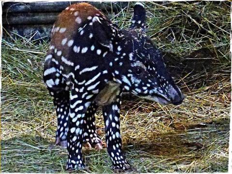 Ilustračni foto (Foto Zoo Zlin)