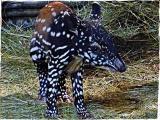 Ilustračni foto (Foto Zoo Zlin)