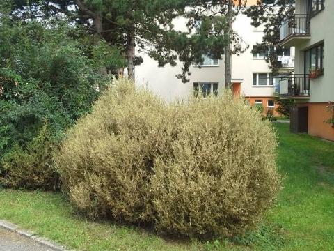 zimostráz neboli krušpánek napadá asijský škůdce (Foto: MěÚ Zlin)