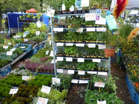 Ilustrační foto (Foto: www.valasskazahrada.cz)