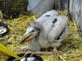 Foto: Facebook ZOO a zámek Zlín - Lešná