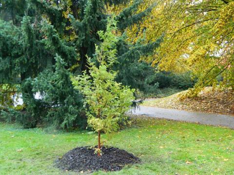 Metasekvoje čínská (foto: oficiální stránky města Zlín)
