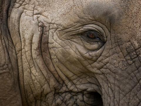 Ilustrační foto (Foto: Facebook ZOO a zámek Zlín - Lešná)