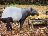 Foto: Facebook ZOO a zámek Zlín - Lešná