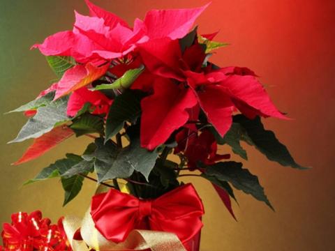 Projekt Vánoční Hvězda  (foto: oficiální stránky města Zlín)