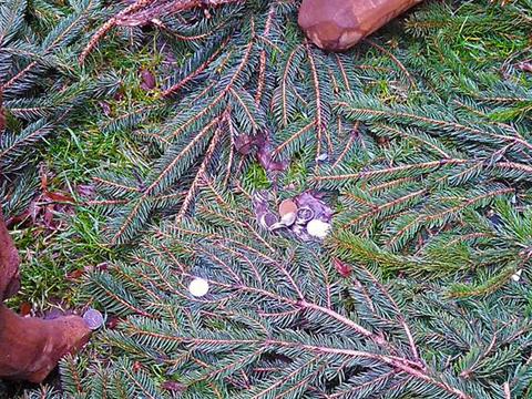 vykradený betlém (foto: MP Zlín)