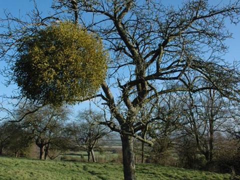 Ilustrační foto - Trs jmelí na jabloni (Foto: Wikimedia - Philip Halling)