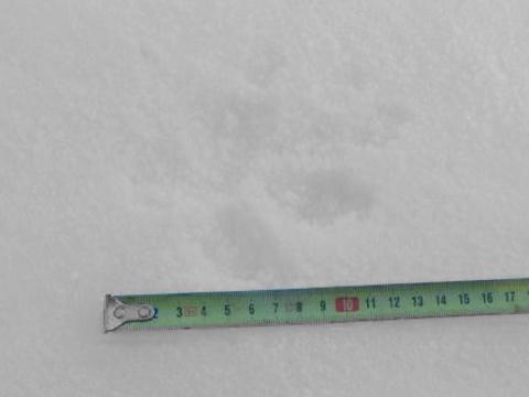 stopa vlka (Foto: Policie ČR)