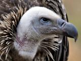 Foto: ZOO a zámek Zlín - Lešná