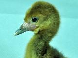 Jeřáb laločnatý (Foto: ZOO a zámek Zlín - Lešná)