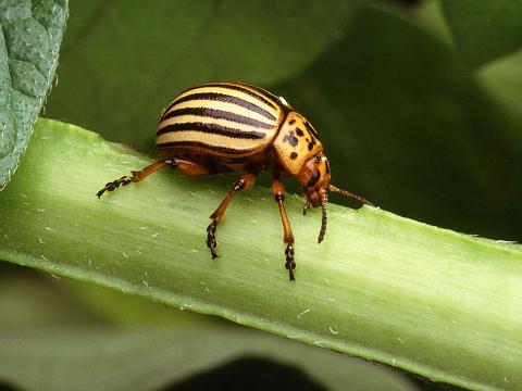Mandelinka bramborová (Foto: wikimedia-Scott Bauer, USDA ARS)