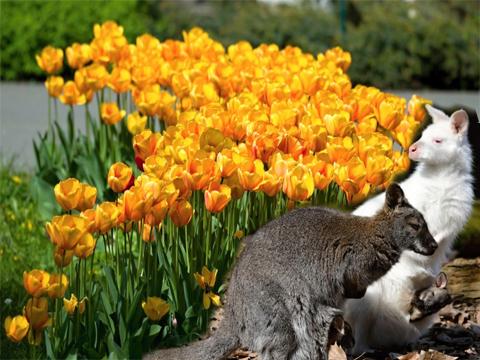 pozvánka na akci (foto: ZOO Zlín )