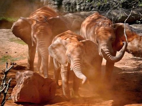 Ilustrační foto (Foto: ZOO a zámek Zlín - Lešná)