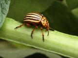 Mandelinka bramborová (Foto: wikimedia-Scott Bauer, USDA ARS)