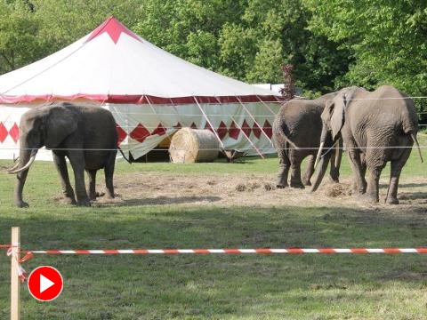 Cirkus Humberto (Foto: Zlin.cz)