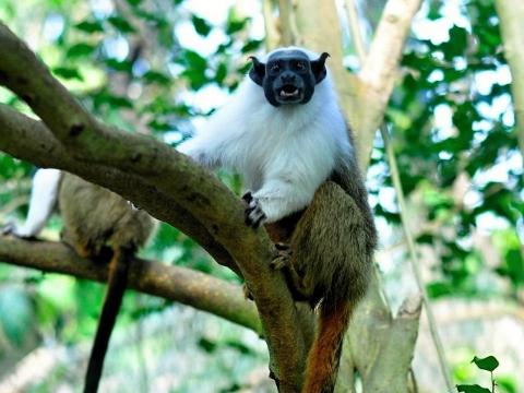 Tamarín pestrý (Foto: ZOO a zámek Zlín - Lešná)