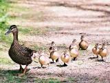 Ilustrační foto (Foto: ZOO a zámek Zlín - Lešná)