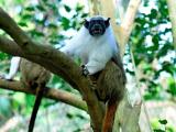 Tamarín pestrý (Foto: ZOO a zámek Zlín - Lešná)