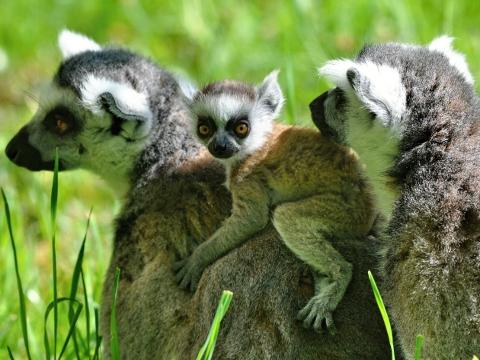 Foto: ZOO a zámek Zlín - Lešná