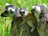 Foto: ZOO a zámek Zlín - Lešná