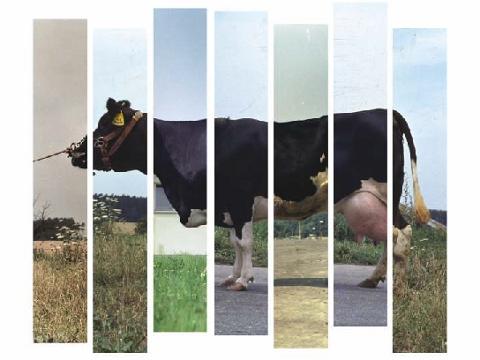 Ilustrační foto (Foto: Slovácké muzeum)