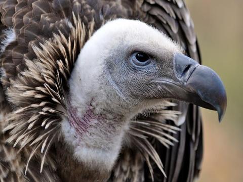 foto: Archiv ZOO Zlín