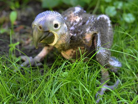 foto: Archiv ZOO Zlín