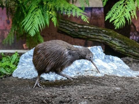 Foto: ZOO a zámek Zlín - Lešná