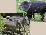 Ilustrační foto (Foto: Zoo Zlín)