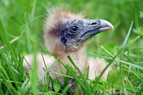 foto: Archiv ZOO Zlín