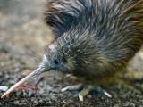 novozélandský kivi Gery (Foto: ZOO a zámek Zlín - Lešná)