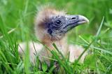 foto: Archiv ZOO Zlín
