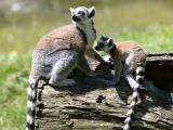 Foto: ZOO a zámek Zlín - Lešná