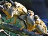 Foto: ZOO a zámek Zlín - Lešná