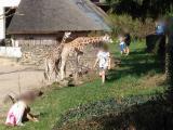 Foto: ZOO a zámek Zlín - Lešná