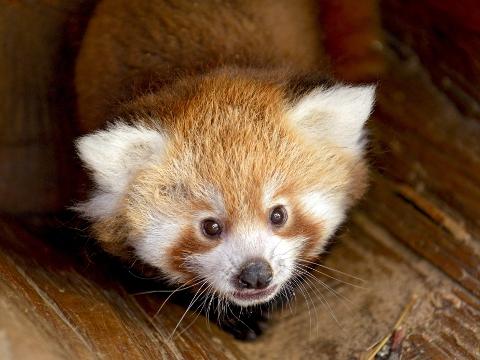 Foto: Facebook/ZOO a zámek Zlín - Lešná